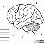 Image result for Human Brain Coloring Page