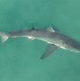 Image result for Scott Forstall Shark Picture
