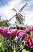 Image result for Keukenhof Gardens Windmill Photo