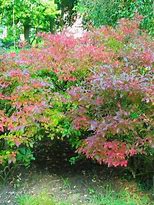 Image result for Vaccinium corymbosum Goldtraube 71