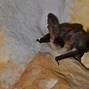 Image result for Grey Bats to Print