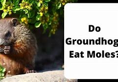 Image result for Mole vs Groundhog