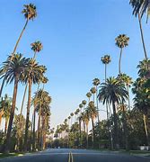Image result for Louisiana Palm Trees