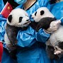 Image result for Zoo Portraits Become the Animal Giant Panda