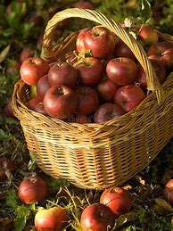 Image result for Red Apple