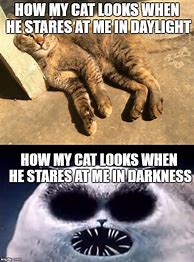 Image result for Horror Cat Memes