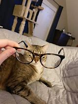 Image result for Distorted Cat