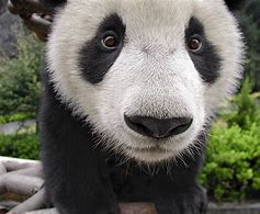 Image result for Black and White Panda Bear with Blue Eyes