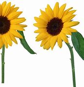 Image result for Sunflower Header