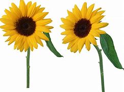 Image result for Sunflower Twitter Header