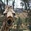 Image result for Funny Giraffe Face