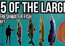 Image result for Largest Freshwater Fish in the World