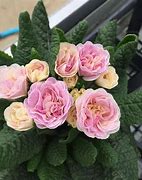 Image result for Primula auricula Hyacinth