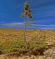 Image result for 9000 Year Old Spruce Tree