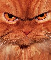 Image result for Orange Tabby Cat Mad