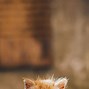 Image result for Kitten Space Cats Background