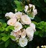 Image result for Rosa Bouquet Parfait (r)