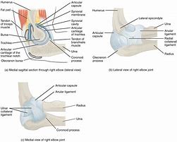 Image result for Medial SK