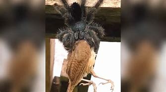 Image result for Bird-Killing Spider