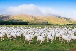 Image result for New Zealand Sheep