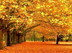 Image result for Seasonal Backgrounds