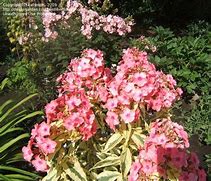 Image result for Phlox Becky Towe ® (Paniculata-Group)