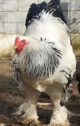 Image result for World's Fattest Chicken