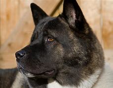 Image result for Akita Dog Dangerous
