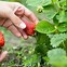 Image result for Group Picking of Strawberries