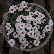 Image result for Saxifraga Peach Blossom