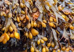 Image result for fucus