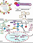 Image result for How Long Does Stomach Flu Last