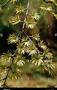 Image result for Golden Larch Branch