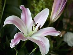 Image result for Most Beautiful Lily