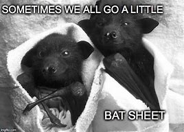 Image result for Funnt Bat Memes