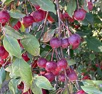 Image result for Geneva Crab Apple