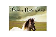 Image result for Most Popular Horse Names