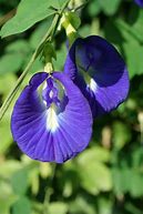 Image result for Butterfly Pea Plant