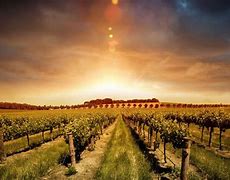 Image result for Vineyard Vines Scenery