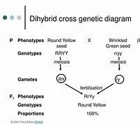 Image result for Dihybrid