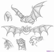 Image result for Giant Bat Drawing