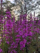 Image result for Lythrum Dropmore Purple