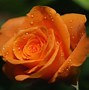 Image result for Pink Orange Gold Rose Background