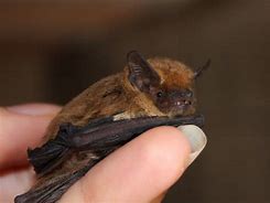 Image result for Bats in England