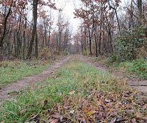 Image result for Muddy Forest Trail