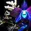 Image result for Black Orchid Flower