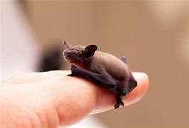 Image result for World's Smallest Bat