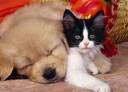 Image result for Cat and Dog Crazy Wallpaper