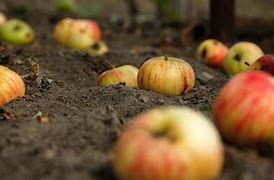 Image result for Autumn Apples