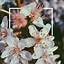Image result for Aesthetic iPhone Wallpapers Flowers